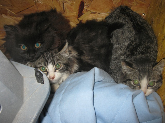 rockerville feral kittens