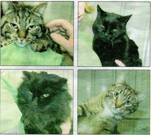 9 orphaned cats need new homes following death of owner